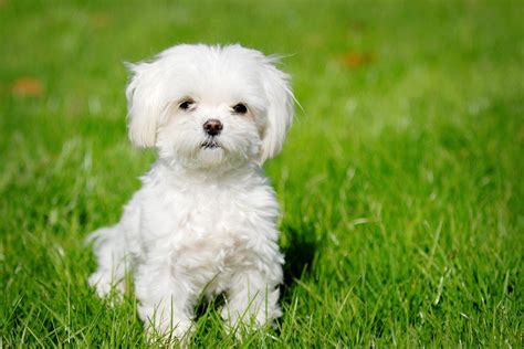 foto de bichón maltés